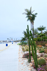 Desert style xeriscaped beach walkway along Sail Bay with barrel and columnar cacti planted in sandy grounds with rocks, San Diego, CA; copy space