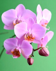 Close-up of delicate pink orchids against a bright green background