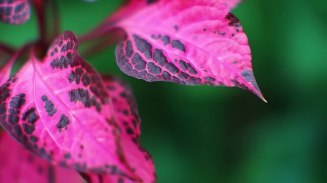 Close-up of a vibrant pink leaf with dark speckled patterns