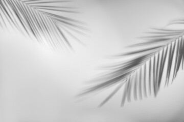 Obraz premium Shadows of tropical palm branches on white background. Black and white toning