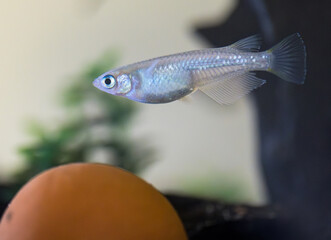 水中に漂う白銀のメダカ / Silvery Japanese Rice Fish in Aquarium – Silvery Freshwater...
