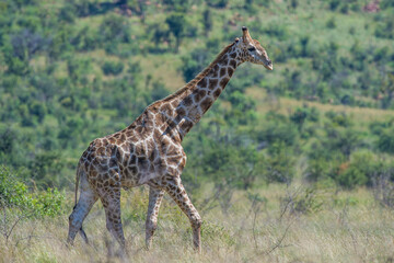 A giraffe (Giraffa camelopardalis) walking in the african bush