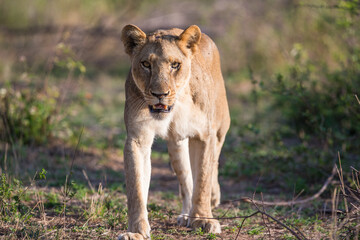 A female lion or lioness (Panthera leo) walking in the african bush