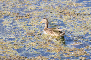 Duck swimming in a pond covered with algae during summer