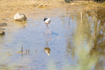 Black winged stilt wading in shallow water reflecting in the surface