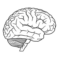 Art of detailed line drawing of the human brain, showcasing its intricate structure and convolutions, isolated on white background