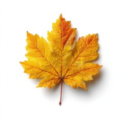 Fototapeta premium Golden maple leaf autumn season isolated on white background