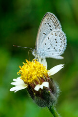 Macro photo of a Pale Grass Blue butterfly (Zizeeria maha) feeding on nectar from a Tridax daisy (Tridax procumbens) in a lush green garden in Yogyakarta, Indonesia.