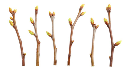 Thin botanical branches with buds PNG