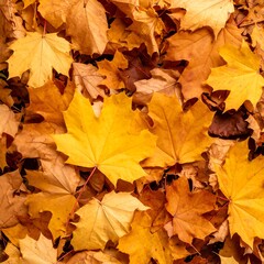 Autumn leaves covering the ground