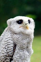 The barred eagle-owl (Ketupa sumatrana), also called the Malay eagle-owl, is a species of eagle owl in the family Strigidae. It is a member of the large genus Ketupa, which is found on most of the wor