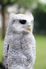 The barred eagle-owl (Ketupa sumatrana), also called the Malay eagle-owl, is a species of eagle owl in the family Strigidae. It is a member of the large genus Ketupa, which is found on most of the wor