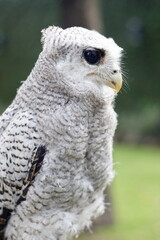 Obraz premium The barred eagle-owl (Ketupa sumatrana), also called the Malay eagle-owl, is a species of eagle owl in the family Strigidae. It is a member of the large genus Ketupa, which is found on most of the wor