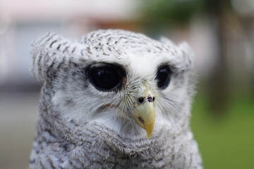 The barred eagle-owl (Ketupa sumatrana), also called the Malay eagle-owl, is a species of eagle owl in the family Strigidae. It is a member of the large genus Ketupa, which is found on most of the wor