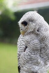 The barred eagle-owl (Ketupa sumatrana), also called the Malay eagle-owl, is a species of eagle owl in the family Strigidae. It is a member of the large genus Ketupa, which is found on most of the wor