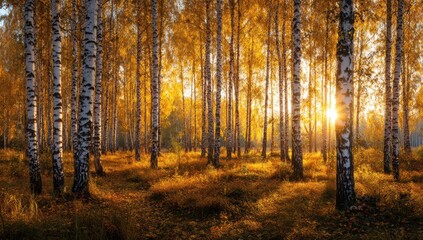 Fototapeta premium Golden sunlight filters through a dense birch forest, illuminating the autumn leaves on the forest floor.