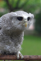 The barred eagle-owl (Ketupa sumatrana), also called the Malay eagle-owl, is a species of eagle owl in the family Strigidae. It is a member of the large genus Ketupa, which is found on most of the wor