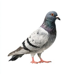 Fototapeta premium A single pigeon standing on a white background isolated on white background