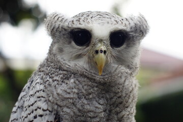 The barred eagle-owl (Ketupa sumatrana), also called the Malay eagle-owl, is a species of eagle owl in the family Strigidae. It is a member of the large genus Ketupa, which is found on most of the wor