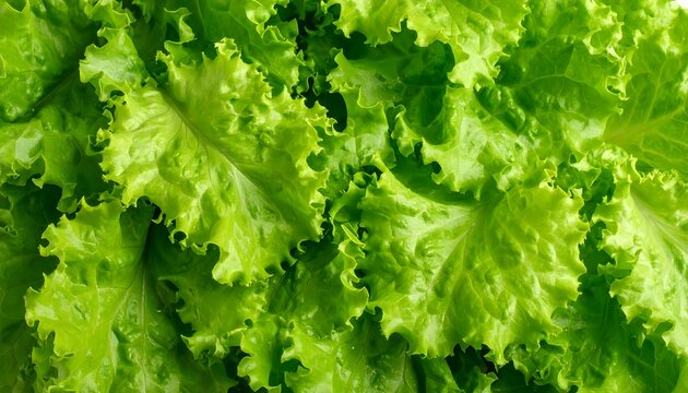 Close-up of fresh, vibrant green lettuce leaves