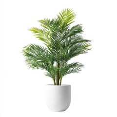Green areca palm plant in a white pot isolated on white background