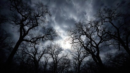 Dark Forest Silhouette Against Dramatic Sky