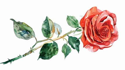 Watercolor rose with stem and leaves on white background