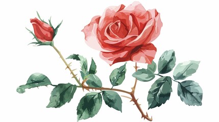 Obraz premium A watercolor illustration of a rose and a rosebud