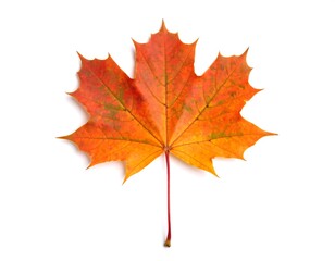 Fototapeta premium Autumn maple leaf on white background