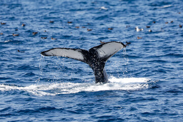 Fototapeta premium Close-up of a humpback whale tail fluke splashing in the ocean with birds in the background.