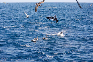 A group of brown pelicans dives into the ocean while others float on the surface, capturing a...