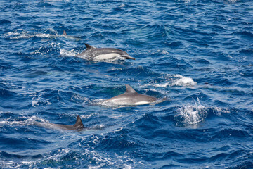 Obraz premium Pod of dolphins swimming together in clear blue ocean water, displaying playful behavior.