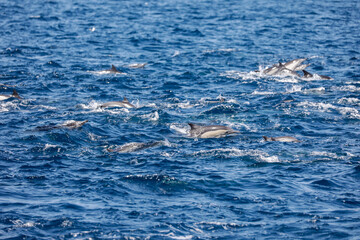 Naklejka premium Large group of dolphins surfacing together in the open ocean, creating splashes across the sea.