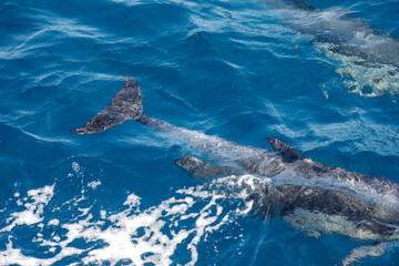 Close-up of a whale’s tail fin gliding just below the ocean surface, creating bubbles and foam.