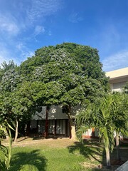 Lush greenery and tropical landscaping in front of a public or institutional building under a vibrant blue sky. Palm trees and a large central tree add to the inviting atmosphere