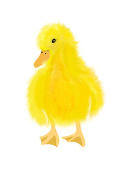 Cute yellow duckling with light fur 