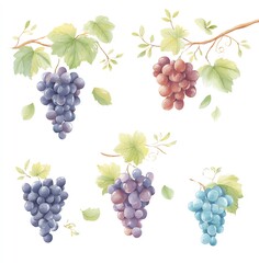 Watercolor Grapes on Vine