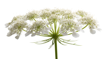 Queen Anne's lace delicate on white background