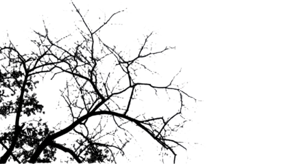 Artistic Silhouette of Tree Twigs PNG