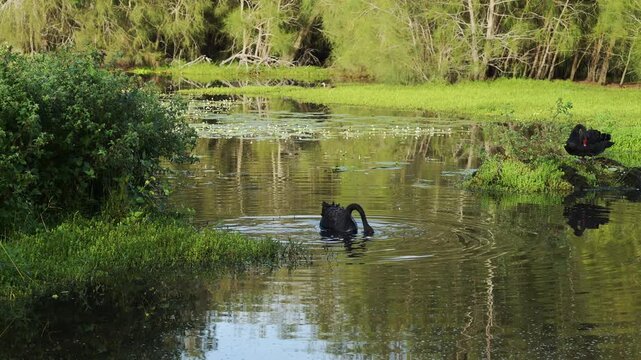 The Black Swan (Cygnus atratus) is a large waterbird collecting nesting materials. In Queensland, Australia. 