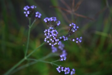 Brazilian vervain (Verbena brasiliensis) flowers. Verbenaceae perennial plants. Grows along riverbanks and roadsides, producing small, pale purple, star-shaped flowers in summer.