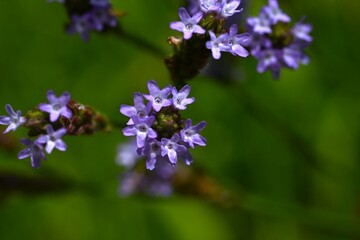 Brazilian vervain (Verbena brasiliensis) flowers. Verbenaceae perennial plants. Grows along riverbanks and roadsides, producing small, pale purple, star-shaped flowers in summer.