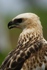 Changeable Hawk-Eagle (Nisaetus cirrhatus) in bright morph, showing detailed plumage, sharp beak, and intense gaze against a blurred green forest background.