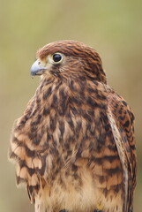 Close-up of a bird of prey (hawk/falcon type) with brown feathers and open beak, showing detail of plumage.