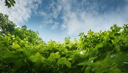 green foliage and sky a minimalist shot of lush green foliage against a soft overcast sky capturing the essence of spring