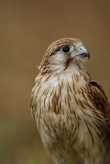 Close-up of a hawk with sharp eyes and brown streaked feathers, highlighting the beauty and strength of a wild bird of prey