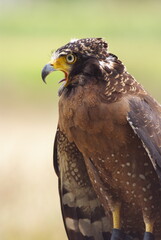 The crested serpent eagle (Spilornis cheela) is a medium-sized bird of prey that is found in forested habitats across tropical Asia