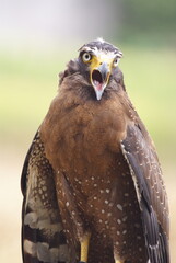 The crested serpent eagle (Spilornis cheela) is a medium-sized bird of prey that is found in...