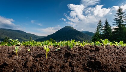 small green plants grow in dark soil mountains and trees are in the background under a blue sky with white clouds