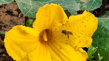 Close-up of a bright yellow pumpkin flower in full bloom, with many bees and ants gathering to suck...